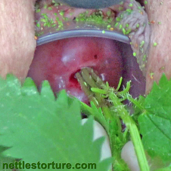 Female cervix insertion with stinging nettles and branches of flowers