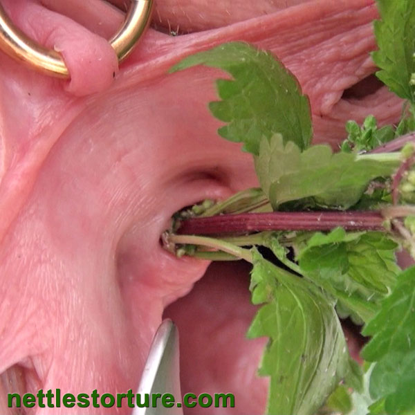 Female peehole insertion with stinging nettles. Urethral sounding with urtication
