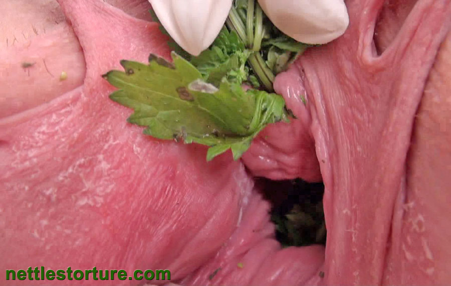 Insertion stinging nettles into peehole and cunt full of urtication plant